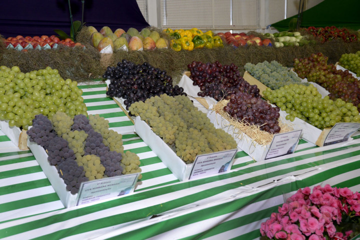 Visitantes podem conferir as uvas expostas no primeiro pavilhão do parque
