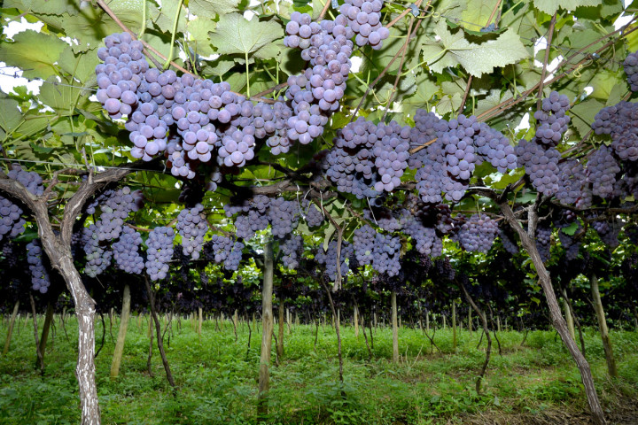 Plantação da uva Niagara Rosada, tema de fotografias que prometem surpreender na Festa da Uva